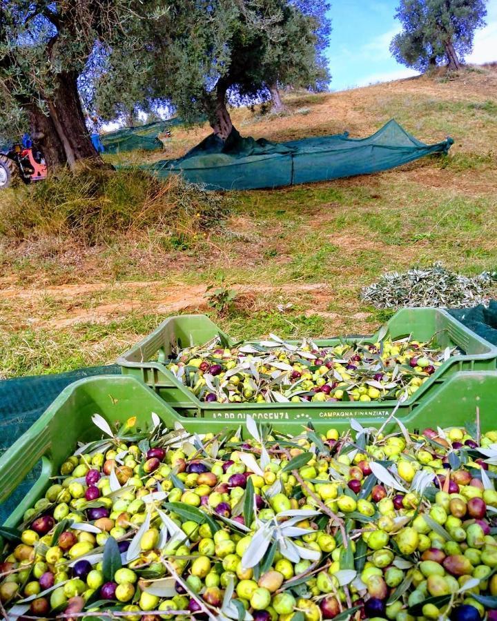 Agriturismo Trappeto Vecchio San Demetrio Corone Ngoại thất bức ảnh